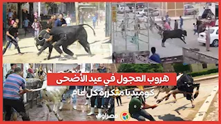 هروب العجول في عيد الأضحى.. كوميديا متكررة كل عام