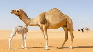 حيوانات تعيش في درجات حرارة قاسية منها الجمل