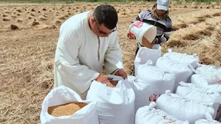 الفيوم تواصل حصاد القمح.. 429 طنًا جديدة ترفع المخزون إلى 221 ألف طن