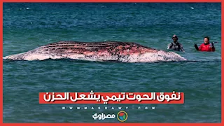 بعد أشهر من محاولات إنقاذه.. نفوق الحوت تيمي يشعل الحزن