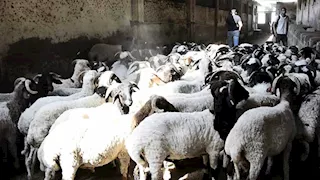 أضحية العيد.. طب بيطري القاهرة تعلن توافر أغنام برقي حر بـ300 جنيه للكيلو
