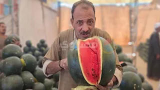 خبايا وأسرار البطيخ من قلب شوادر أسيوط.. "ازاي تفرق بين القرعة والسكّرة؟" -فيديو وصور