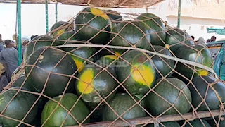 البطيخة بـ 40 جنيهًا في المزرعة و200 في السوق.. ومزارعو المنيا: التجار بياكلوا تعبنا - فيديو وصور   