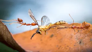  أذكي وأقوي الحشرات.. 10 أسرار لا تعرفونها عن حياة النمل 