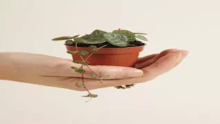  أسرار النباتات المفترسة حول العالم.. صور تكشف غرائب وعجائب
