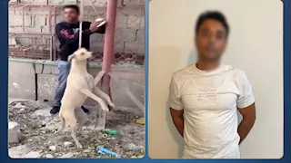 "أكل الدواجن بالخارج".. ضبط شخص ظهر في فيديو يتعدى على كلب ضال بالدقهلية