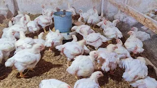 صور.. "بيطري القاهرة" تكشف تفاصيل تسمين الدجاج بدون هرمونات