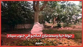 جولة حية وسط مزارع المانجو في جنوب سيناء