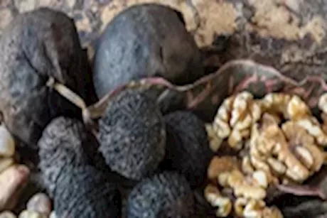من خفض الكوليسترول لـ تقليل خطر التجلط.. إليك فوائد الجوز الأسود