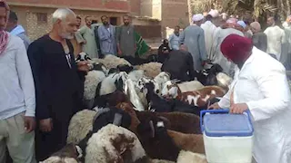 الجيزة: تحصين 227 ألف رأس ماشية وضبط 27 طن لحوم فاسدة بالأسواق