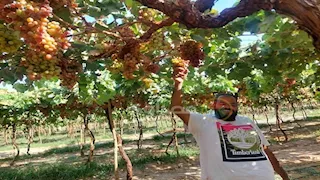 أرض الفيروز تطرح خير.. عناقيد العنب الأحمر تزين صحراء جنوب سيناء