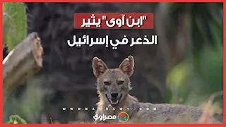 إصابة 11 إسرائيليًا جراء هجمات "ابن آوى" قرب بحيرة طبريا