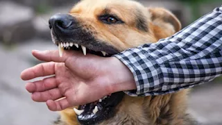 بينهم 8 أطفال.. كلب مسعور يعقر 9 أشخاص في أسوان