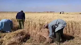  الفيوم تواصل حصد القمح.. توريد أكثر من 263 ألف طن حتى الآن  