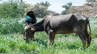 محافظ السويس يوجه بإطلاق قافلة بيطرية مجانية بعيون موسى غدًا الأربعاء
