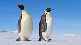 7 صور لأكثر الكائنات جاذبية وجمالا في العالم