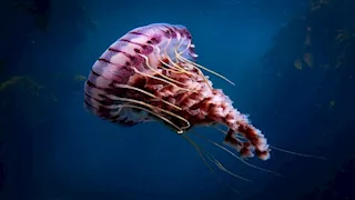 10 صور لـ كائن بحري يعيش دون دماغ وقلب