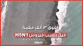 جثث تغطي الشواطئ: إنفلونزا الطيور تقتل 13 ألف فقمة فيل وتهدد مستعمرات المحيط الهندي