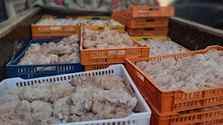 قبل بيعها للمواطنين.. ضبط نصف طن دواجن مصابة بأمراض خطيرة بالفيوم (صور)