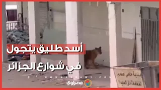 أسد طليق يتجول بين الأحياء السكنية في الجزائر