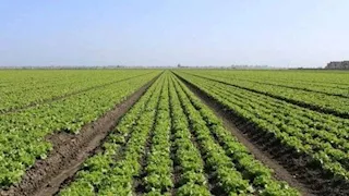 موجات الحر تهدد المحاصيل.. رئيس "تغير المناخ" يحدد إجراءات الحد من الخسائر