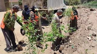 الجيزة تطلق مبادرة "ازرع شجرة" بأبو النمرس للتوسع في المساحات الخضراء