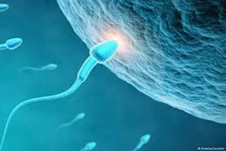 هل الامتناع عن الجماع لبضعة أيام أفضل لجودة الحيوانات المنوية؟