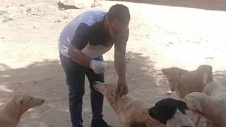لحماية المواطنين.. 100 حملة لتحصين كلاب الشوارع ضد السعار بأسوان (صور)