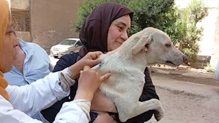 محافظ الجيزة: خطة متكاملة للحد من مخاطر الكلاب الضالة وتطعيم وتعقيم 9 آلاف كلب