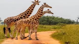 بالصور.. أغرب 8 طرق لولادة الحيوانات