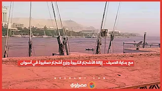 مع بداية الصيف.. إزالة الأشجار الكبيرة وزرع أشجار صغيرة في أسوان..