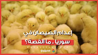 بسبب غلاء الأعلاف.. فيديو إعدام الصيصان في سوريا يثير الجدل.. ما القصة؟
