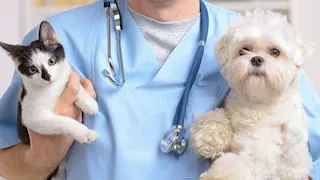 اجتماع طارئ لنقابة البيطريين غدًا لبحث مطالب الطلاب بصرف مكافأة سنة الامتياز