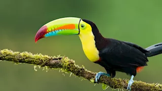 10 صور لأكثر الطيور جاذبية وجمالا في العالم 