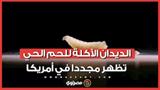 تهدد الثروة الحيوانية.. الديدان الآكلة للحم الحي تظهر مجددا في أمريكا