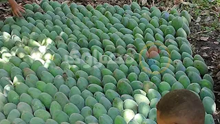 ملكة الفواكه استوت على شجرها.. انطلاق موسم حصاد المانجو في أسوان -صور