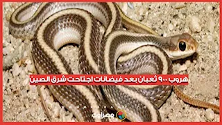 هروب جماعي لـ900 ثعبان بعد فيضانات اجتاحت شرق الصين