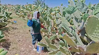 "أبو حلاوة يا تين".. معشوق الجماهير الصيفي من الشجر للقفص في مزارع المنيا