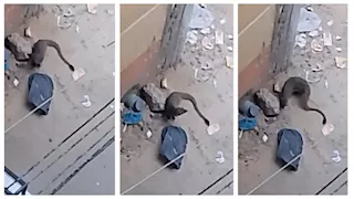"رعب في أبشواي".. حيوان غريب يشبه النمس يثير ذعر الأهالي بالفيوم -فيديو وصور