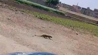 هل يُشكل ظهور النمس خطرًا؟.. محافظة الفيوم تجيب في بيان رسمي