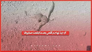 أم جرذ تهاجم أفعى بعدما ابتلعت صغيرها