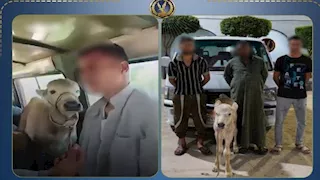 شاب يصطحب جاموسة صغيرة داخل ميكروباص.. وتحرك عاجل من الداخلية | فيديو 