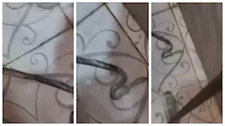 رعب في مسطرد.. ثعبان يقتحم منزلًا عبر دورة المياه بالقليوبية (فيديو وصور)