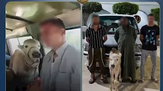 نقل بقرة داخل سيارة أجرة.. ماذا يقول القانون بشأن قائد السيارة؟ -(محام يجيب)
