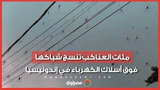 مشهد مرعب.. مئات العناكب تنسج شباكها فوق أسلاك الكهرباء في إندونيسيا