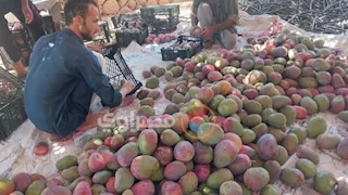 تزن 800 جرام وبدون مبيدات.. بدء موسم جني المانجو الناعومي بجنوب سيناء (فيديو وصور)