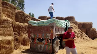 داخل أرض زراعية.. ضبط 108 شكاير دقيق مدعم مخبأة وسط القش بالدقهلية (صور)