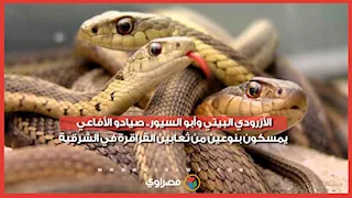 الأزرودي البيتي وأبو السيور.. صيادو الأفاعي يمسكون بنوعين من ثعابين القراقرة في الشرقية