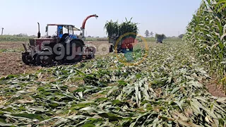فاتورة الأسمدة تلتهم الأرباح.. مزارعو المنيا يبدأون حصاد الذرة الشامية - فيديو وصور
