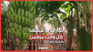 هل الحجم الكبير هرمونات؟.. مزارع موز بالشرقية: إشارات لو شفتها كُل وأنت مطمن